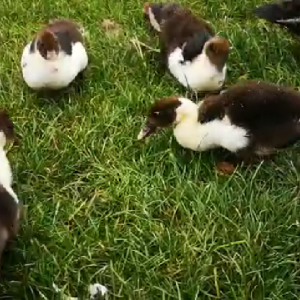 Enten futtern auf Wiese (Video)