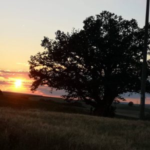 Sonnenuntergang am Wunderbaum