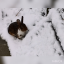 Schnee Bilder (Video)